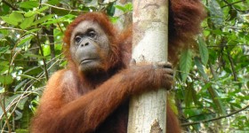 orangutans-406