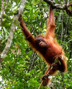 orangutans-405