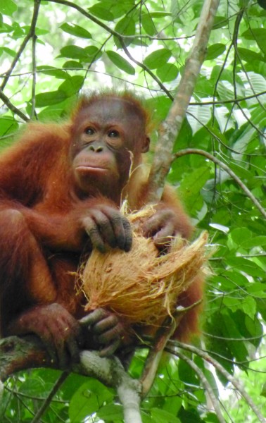 orangutans-408