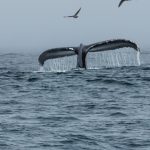 Tail Fluke on dive. Humpback Whales, Megaptera novaeangliae, lu